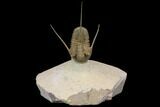 Cyphaspis Trilobite With Translucent Shell - Foum Zguid, Morocco #146771-3